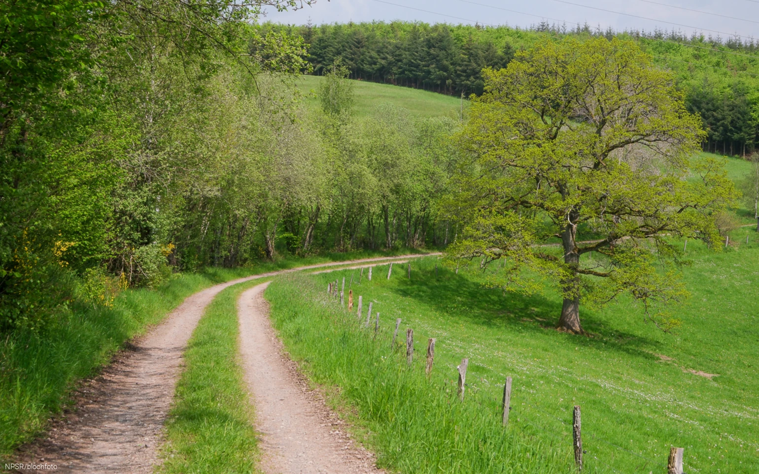 Nahe der SGV-Hütte Helden kommen Wanderer an unserem Generationenbaum vorbei.