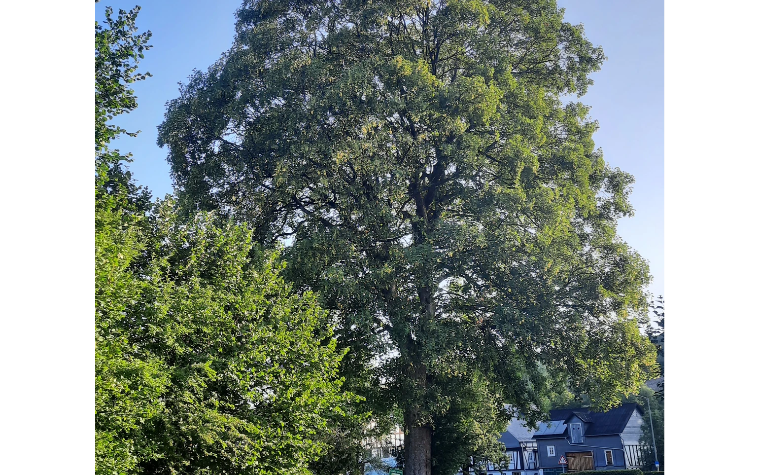 Bergahorn am Hof Kolwe