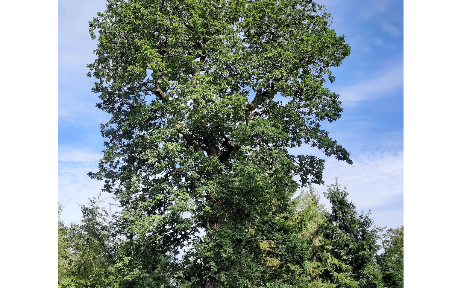 Grenzbaum dreier Gemarkungen - die Herzhäuser Eiche