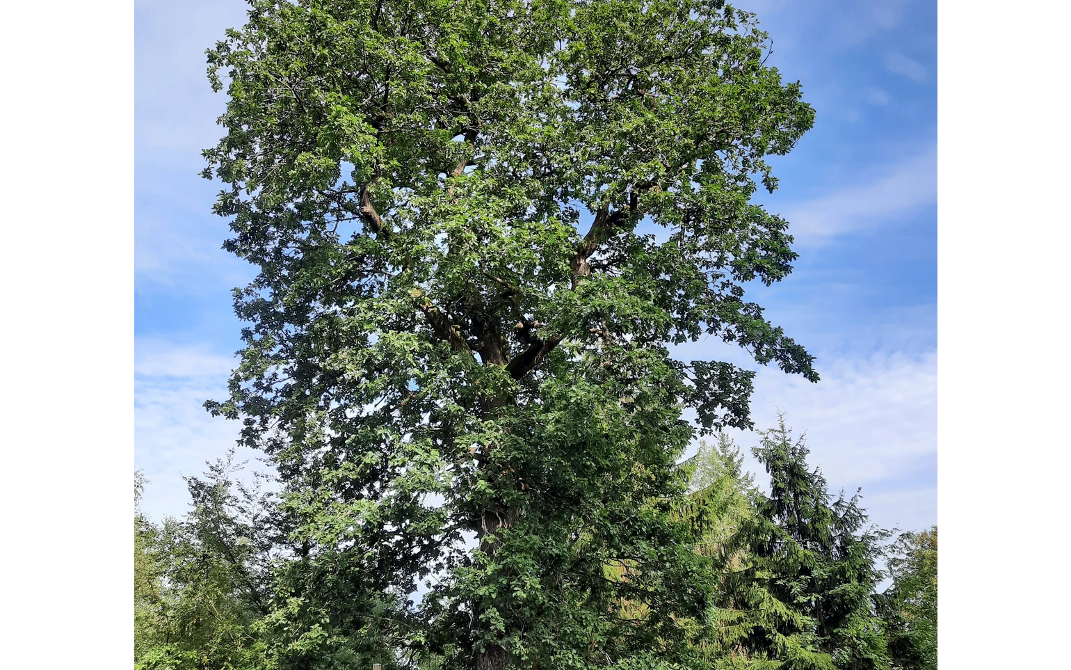 Grenzbaum dreier Gemarkungen - die Herzhäuser Eiche
