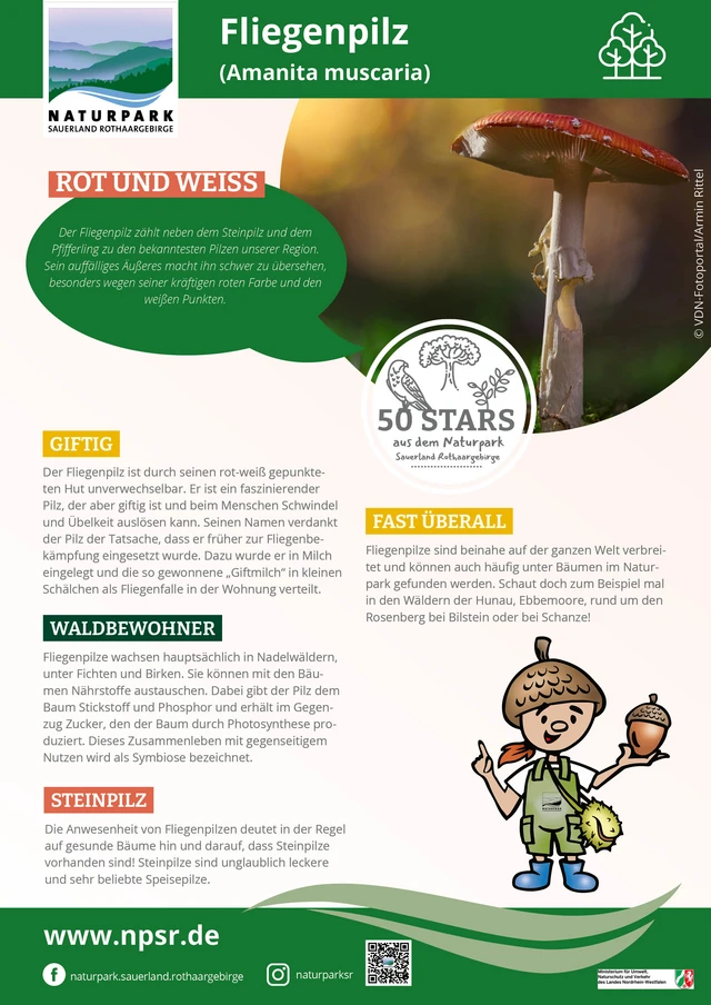 09_Fliegenpilz