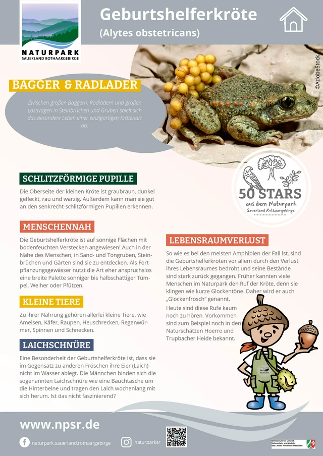 10_Geburtshelferkröte