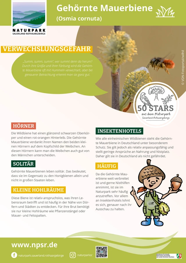 11_Mauerbiene