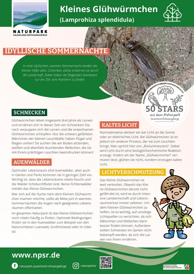 12_Glühwürmchen