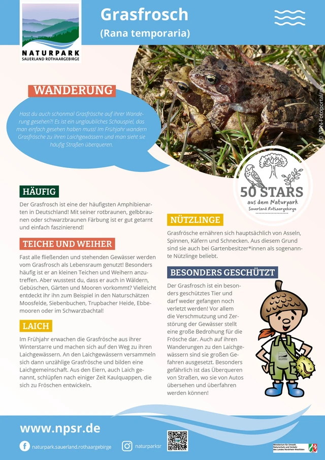 13_Grasfrosch