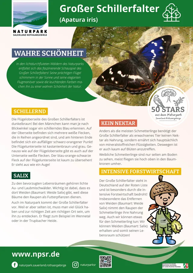 15_Schillerfalter