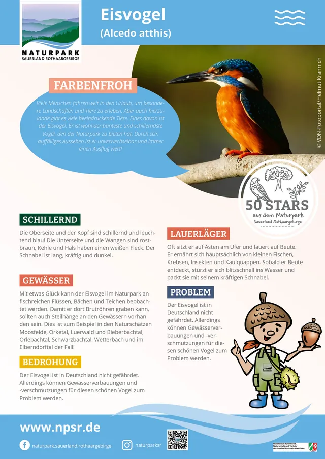 06_Eisvogel