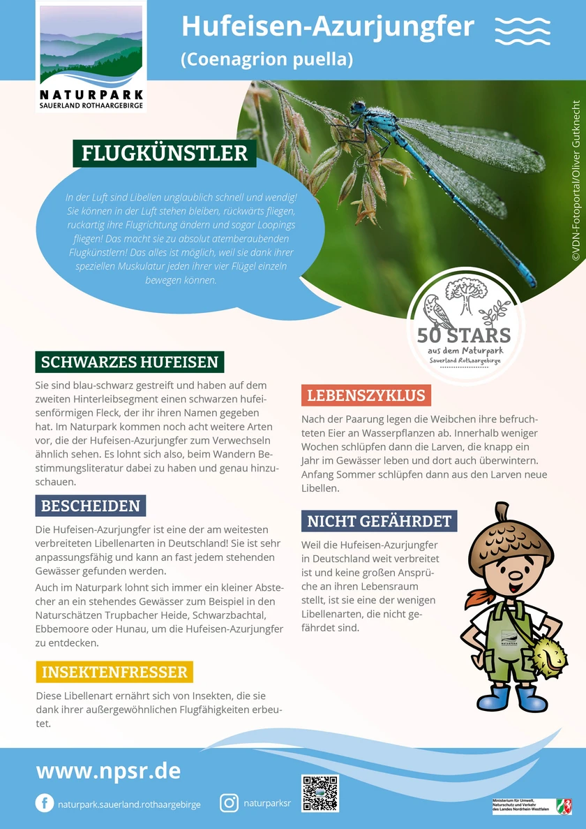20_Hufeisen-Azurjungfer