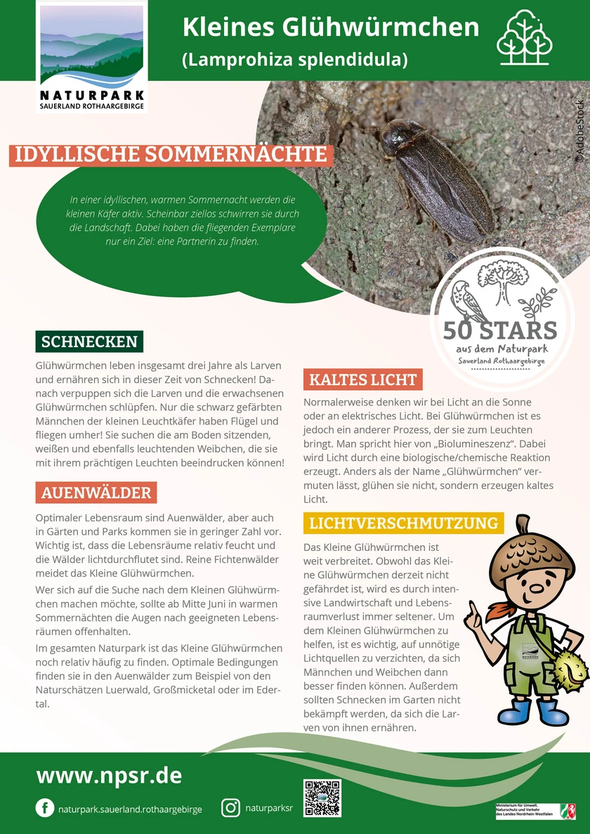 12_Glühwürmchen