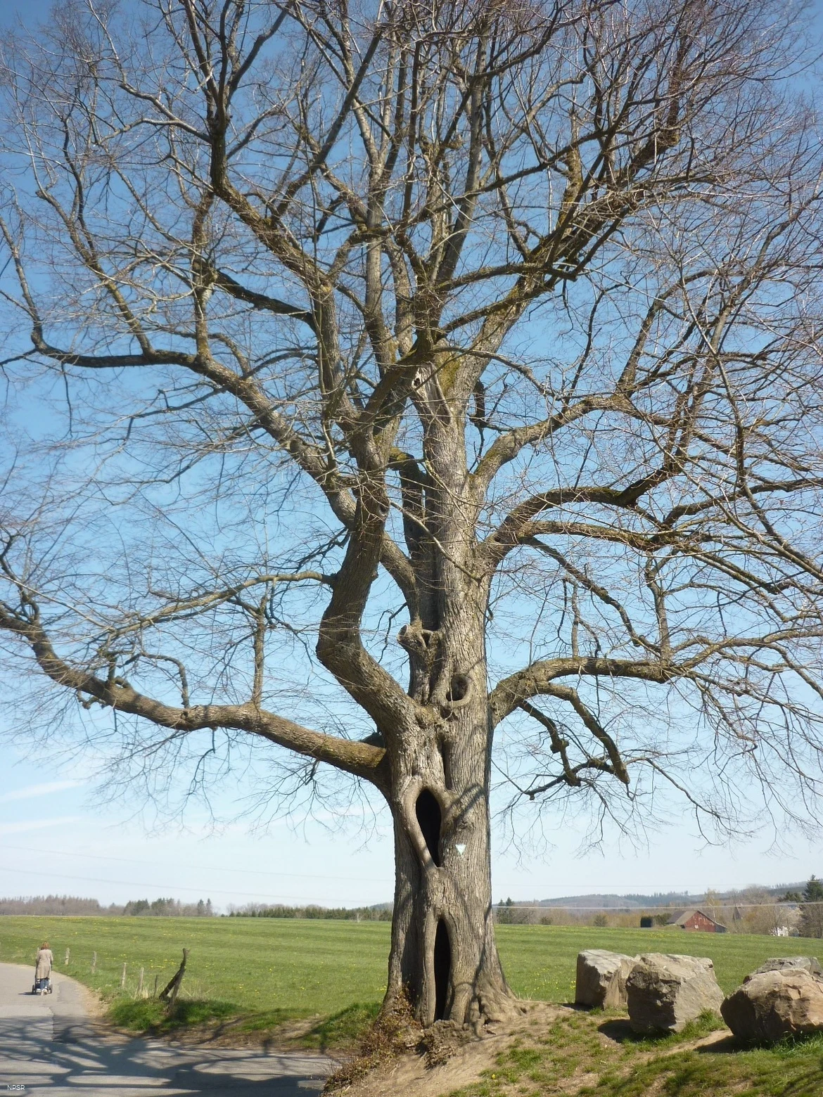 Winter-Linde in Kierspe
