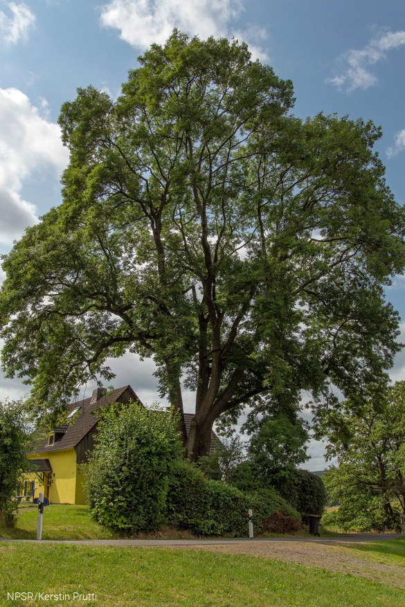 Das Naturdenkmal in ihrer vollen Größe.