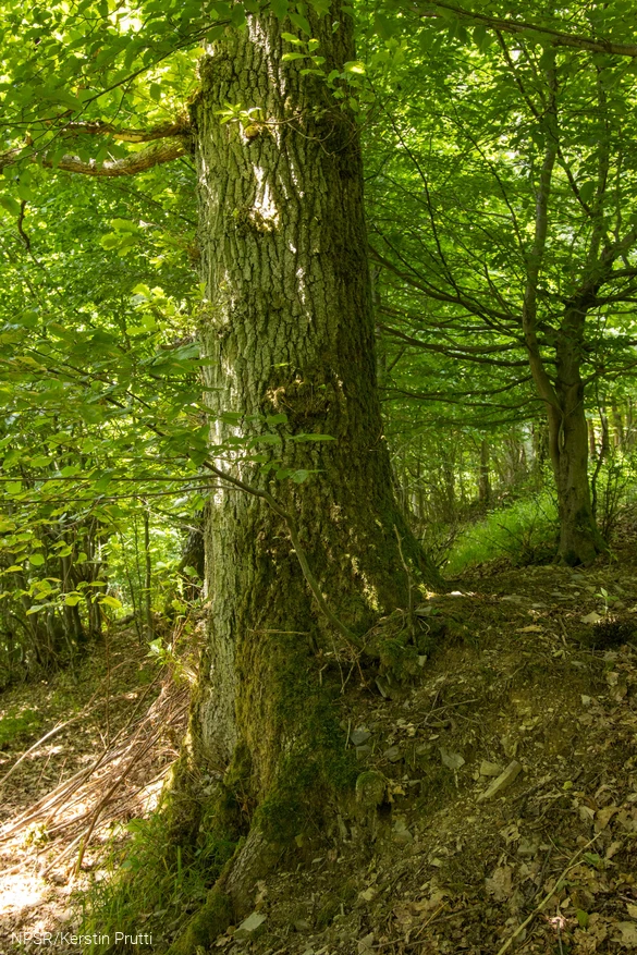 Der karge Standort könnte ein verzögertes Dickenwachstum hervorrufen.