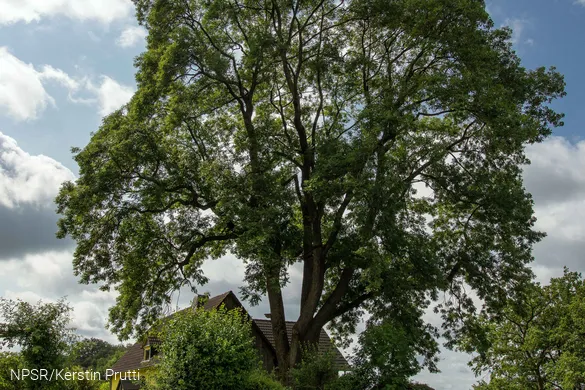 "Unsere" Esche in Büchen - ein beeindruckendes Naturdenkmal.