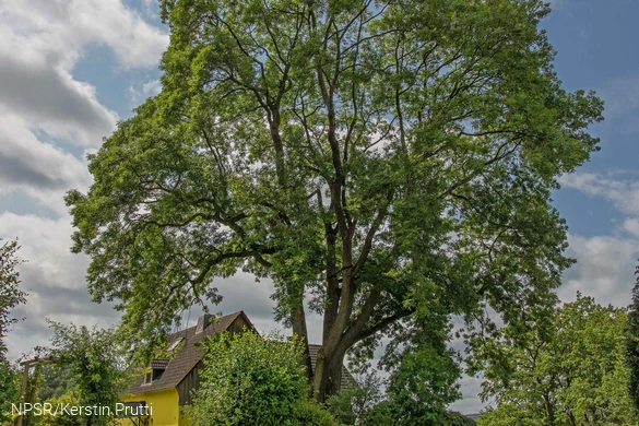 "Unsere" Esche in Büchen - ein beeindruckendes Naturdenkmal.
