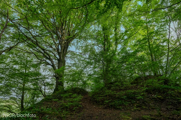 Buche im Naturschutzgebiet Breiter Hagen bei Grevenbrück, Lennestadt