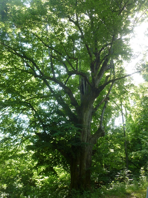 Sommer-Linde in Plettenberg nahe NSG Lechenstück