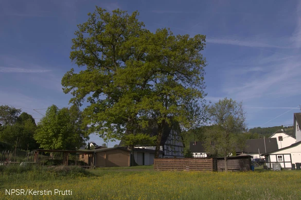 Heute leider kein Naturdenkmal mehr - aber immer noch ein beeindruckender Baum!