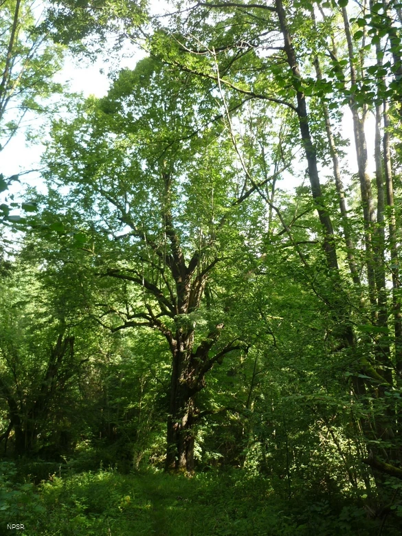 Sommer-Linde in Plettenberg nahe NSG Lechenstück