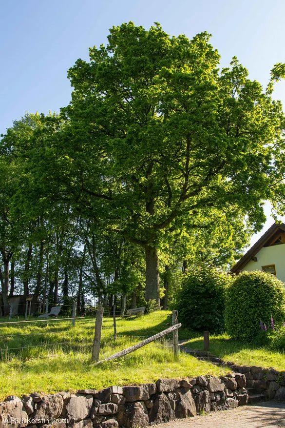 Unser Generationenbaum in Kirchveischede.