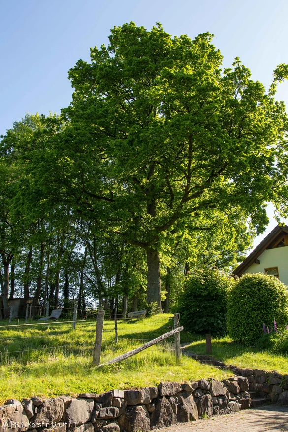 Unser Generationenbaum in Kirchveischede.