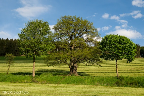 Imposant breitet die Antoniuseiche ihre Krone an der Dorfstraße aus