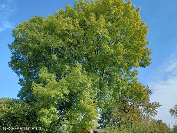 Bisher hat der Baum leider keine Samen getragen.