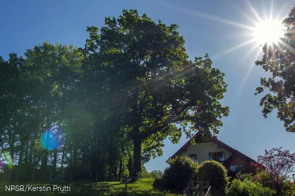 Ein schattiges Plätzchen unter der Eiche - was gibt es Schöneres?