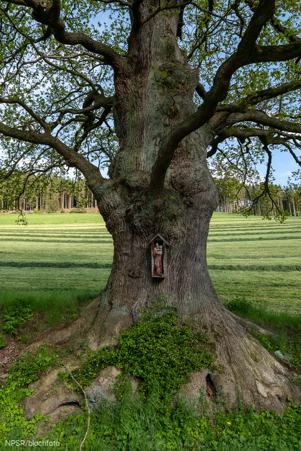 Der Stamm von vorne mit der kleinen Holzfigur des Heiligen Antonius