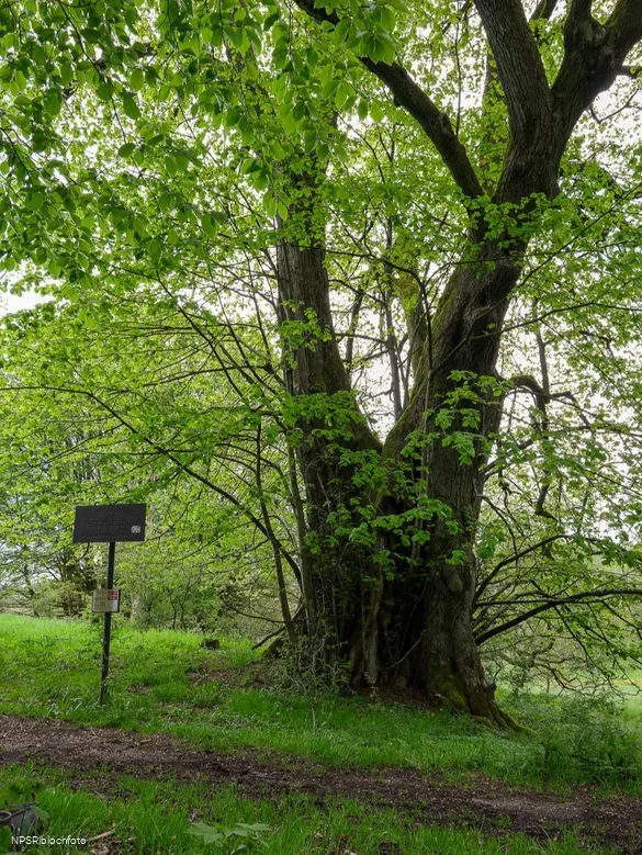 Gerichtslinde Neuenhof Stilleking in Lüdenscheid