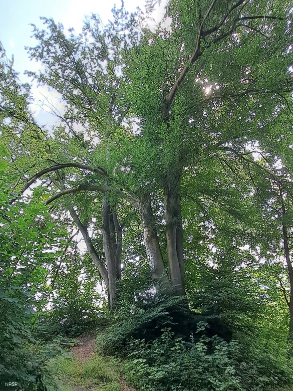 Rotbuche in Hemer zwischen Brockhausen und Bäingsen