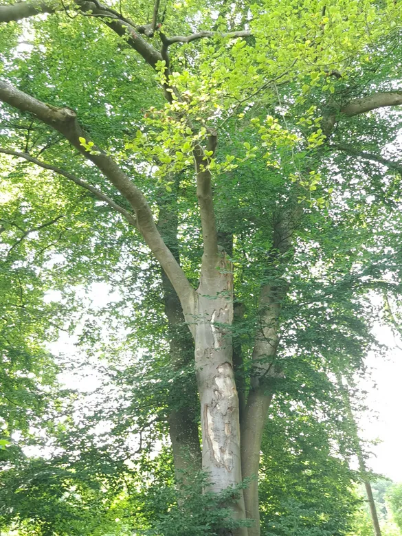 Rotbuche in Hemer zwischen Brockhausen und Bäingsen