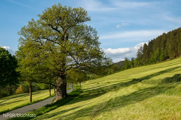 Die Eiche steht direkt an der Dorfstraße im Ilpetal