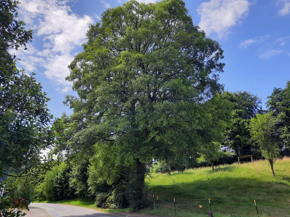 Bergahorn am Hof Kolwe
