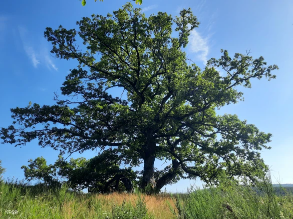 Naturdenkmal in Wingeshausen