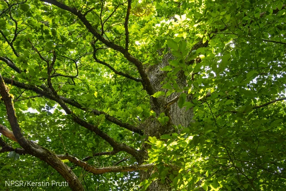 Die Eiche in einem Privatgarten nahe Drolshagen