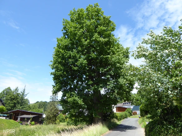Die Backeseiche in Oberheuslingen