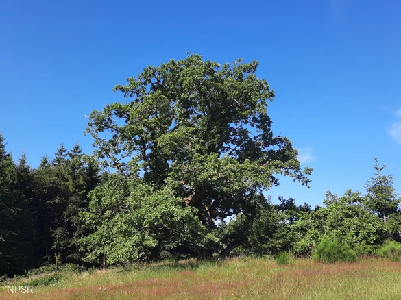 Naturdenkmal in Wingeshausen