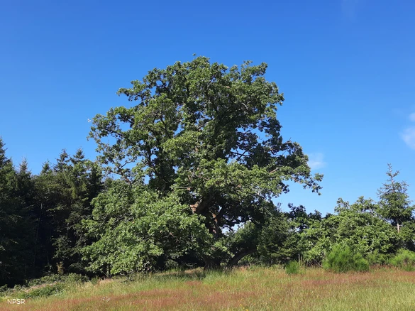Naturdenkmal in Wingeshausen