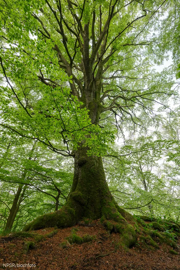 Auf der Ruine Borghausen wächst diese dicke Rotbuche.