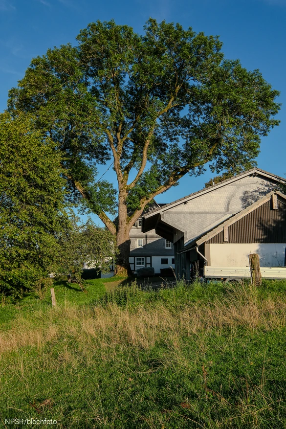 Die Esche ist als Naturdenkmal ausgewiesen.