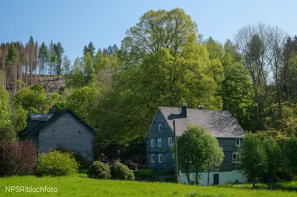 Weithin sichtbar - die Linde am Forsthaus Hülshof