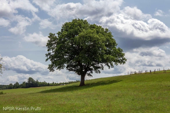 Spendet auch heute noch dem Vieh Schatten - unser Generationenbaum in Altenwenden
