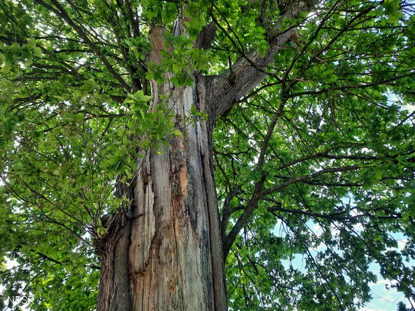 Die Backeseiche in Oberheuslingen