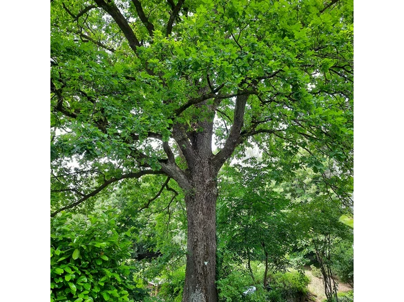 Naturdenkmal auf einem Privatgrundstück in Hilchenbach