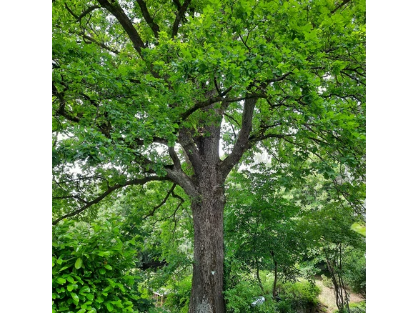 Naturdenkmal auf einem Privatgrundstück in Hilchenbach