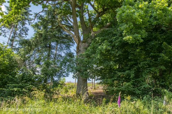 Diese Eiche steht oberhalb von Heggen und ist einer der ältesten Bäume in dem angrenzenden Wäldchen.