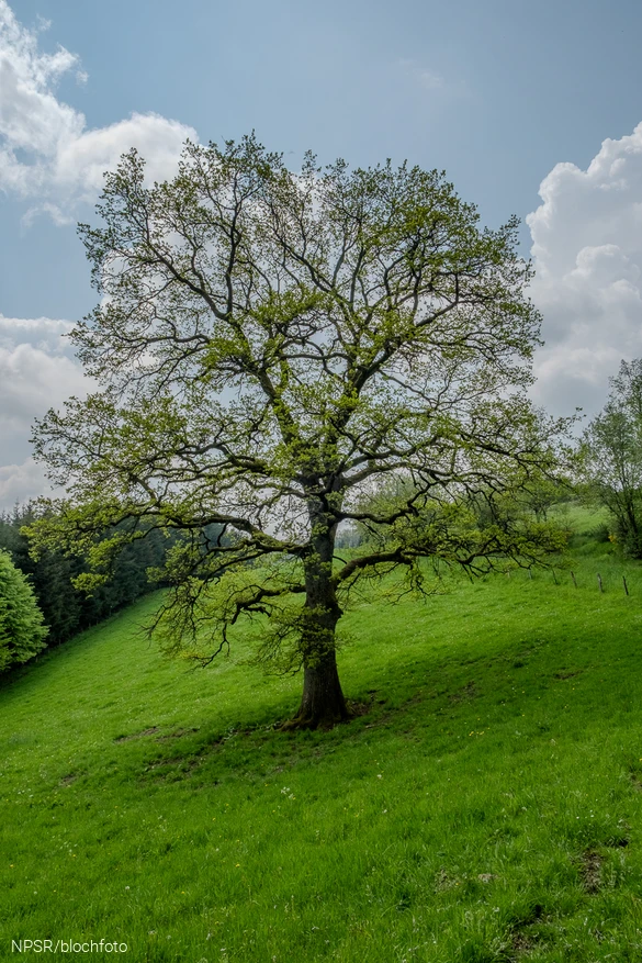 Ein Naturdenkmal als Schattenbaum.