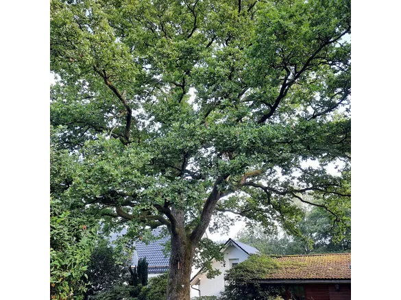 Auf  einem Privatgrundstück in Littfeld steht dieses Naturdenkmal.