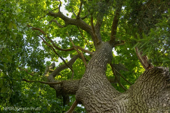 An der Eiche wurde ein Fledermauskasten als Sommerquartier angebracht.