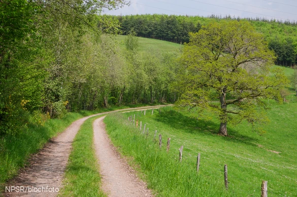 Nahe der SGV-Hütte Helden kommen Wanderer an unserem Generationenbaum vorbei.